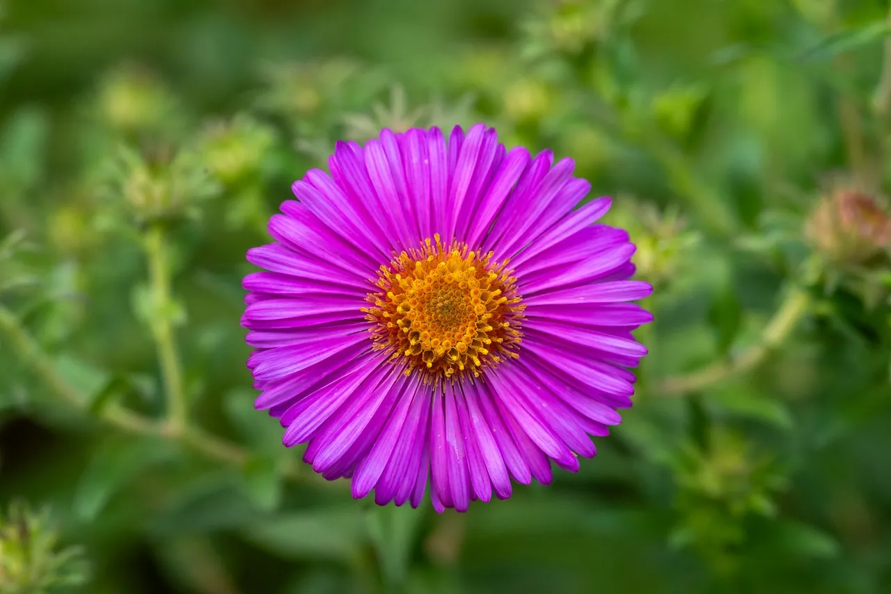 Vibrant New England Aster: A Summer Bloom Up Close