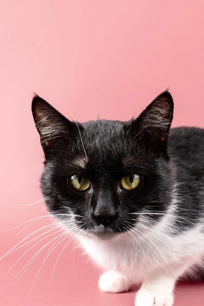Enchanting Gaze: Black and White Cat on Pink