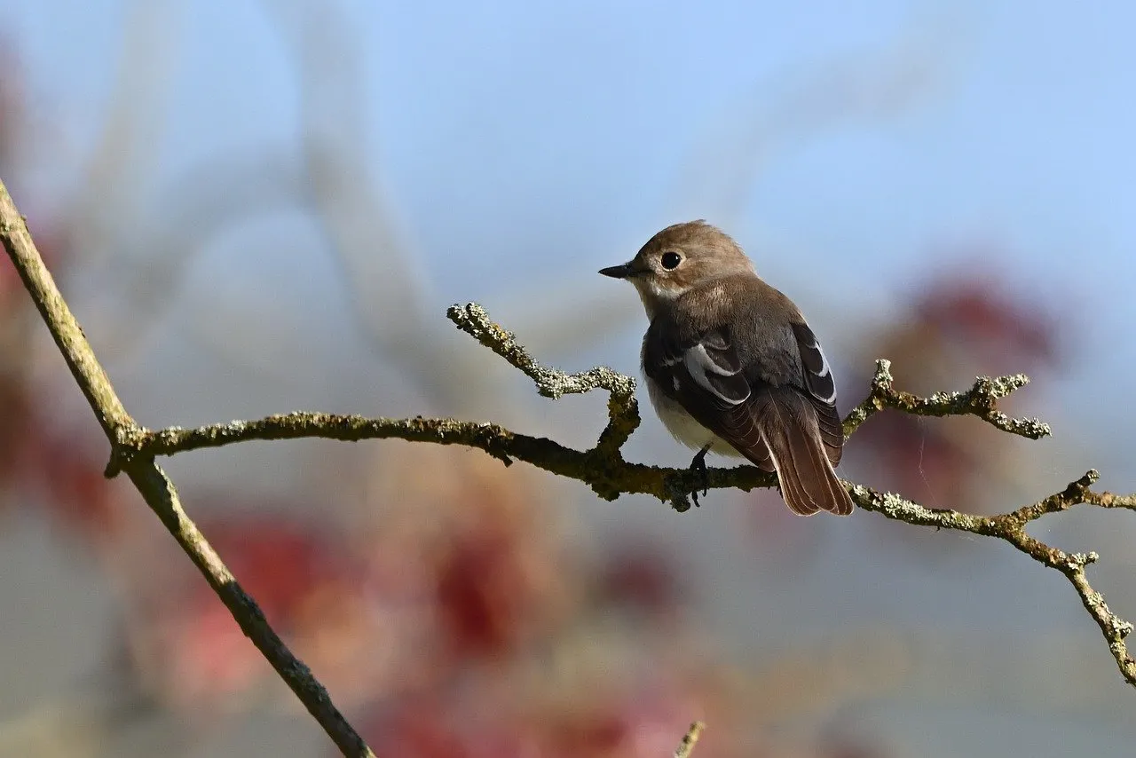 Charming Songbird Perched: A Glimpse of Spring