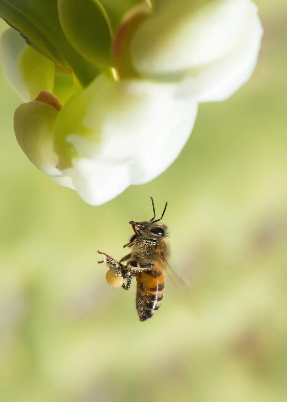 Stunning Macro: Honeybee Gathering Nectar and Pollen in Spring