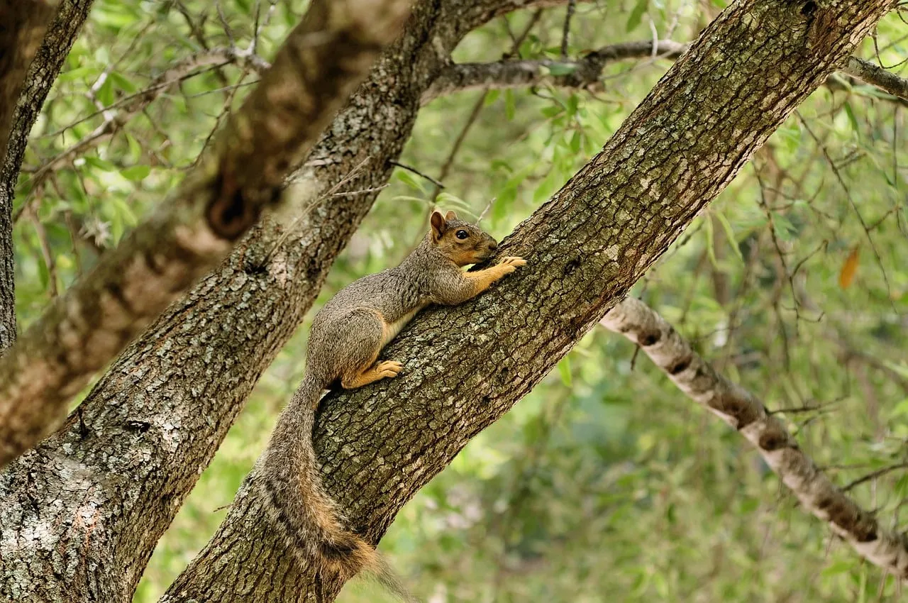 Charming Squirrel Climbs Tree, Blending Seamlessly in Nature