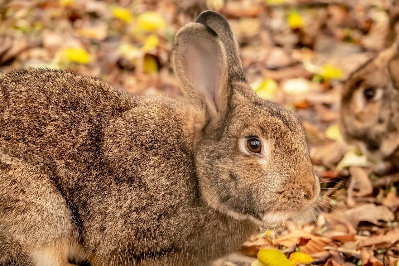 Charming Autumn Rabbit: A Cute Forest Encounter