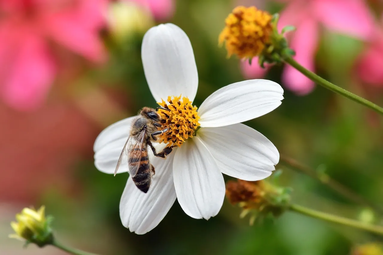 Vibrant Macro: Honey Bee Pollinating a Daisy Flower