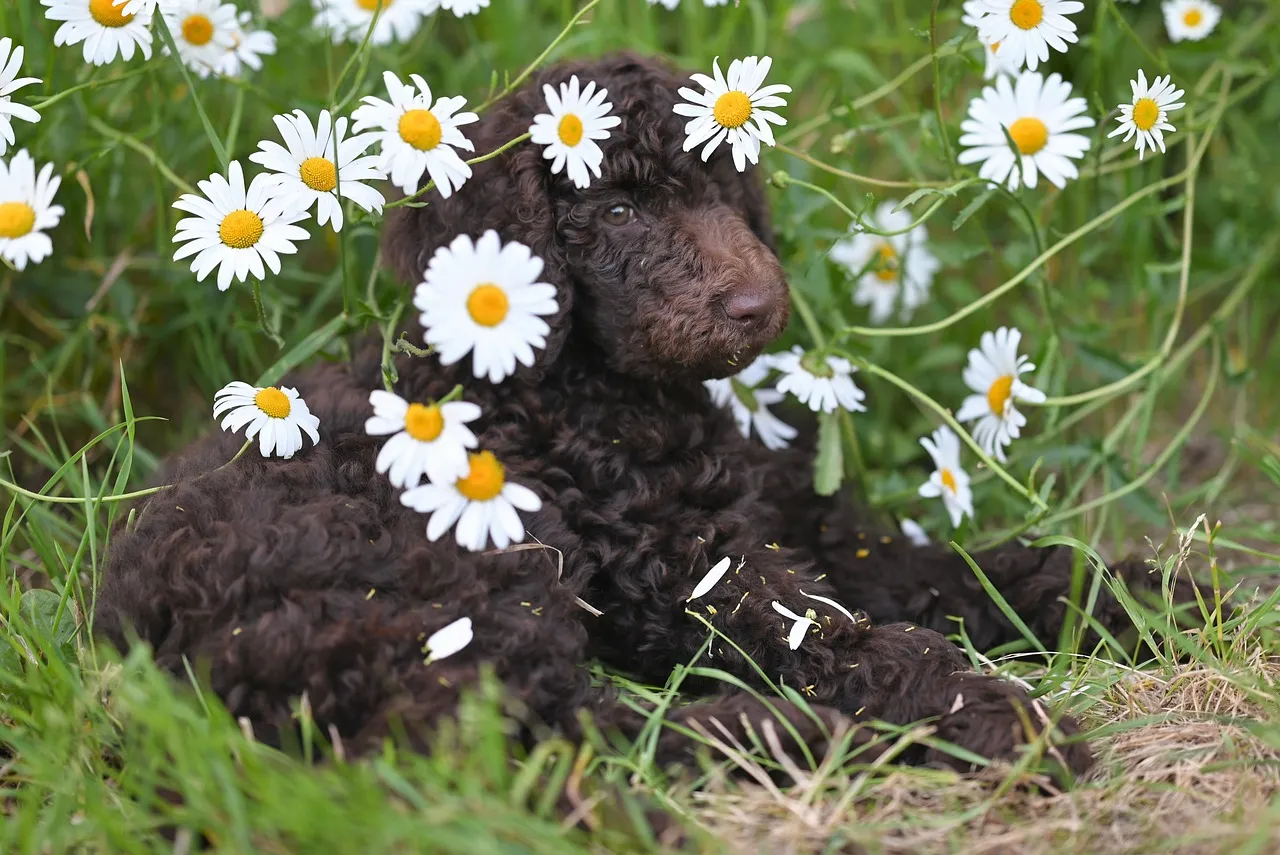 Charming Chocolate Poodle Puppy Nestled Among Daisies