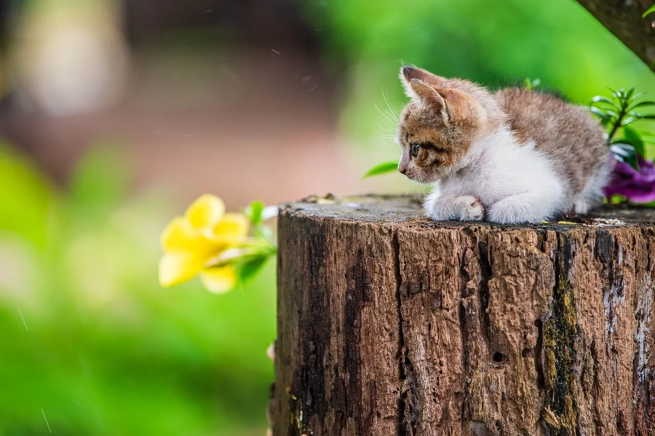 Adorable Tabby Kitten Posing on a Rustic Tree Stump