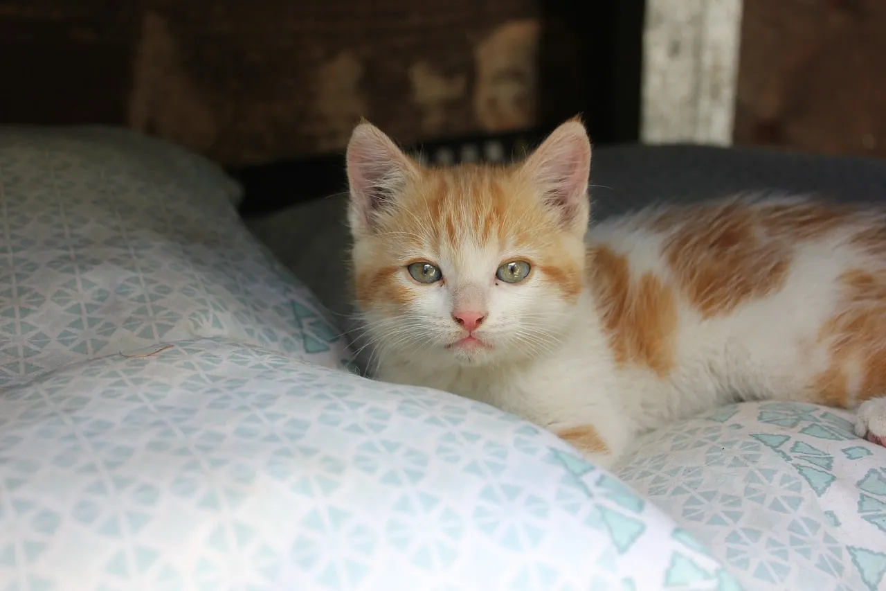 Adorable Ginger Kitten: Cozy Naptime Cutie