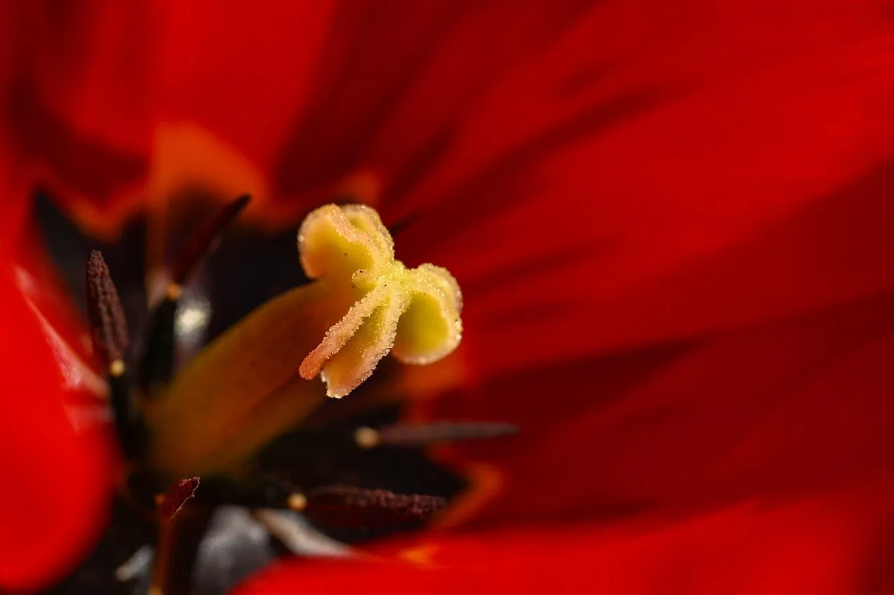 Vibrant Red Tulip Macro: Nature's Intricate Beauty Unveiled