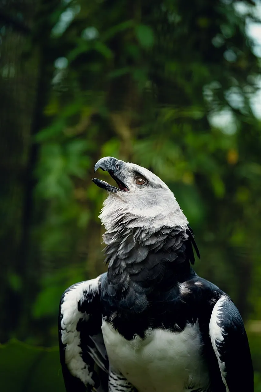 Majestic Harpy Eagle: Rainforest Predator Portrait
