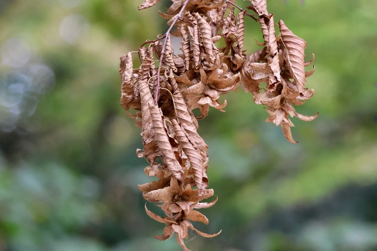 Dramatic Dry Leaves: Autumn's Delicate Embrace