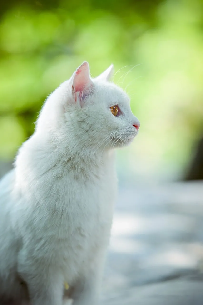 Enchanting White Cat Portrait: Gaze into Nature