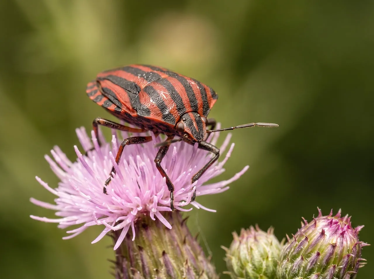 Striking Pyjama Bug: Nature's Intricate Macro Tapestry