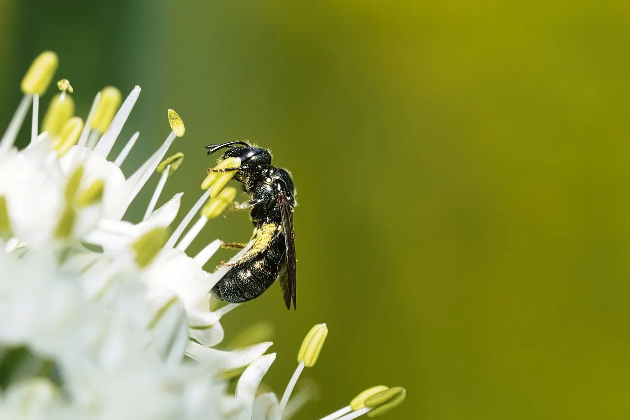 Vibrant Macro: Honeybee Harvesting Nectar on White Flower