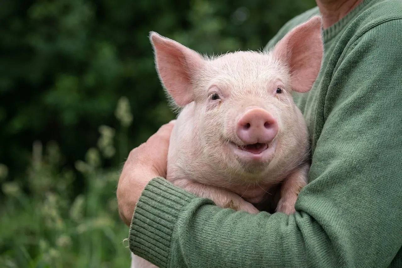 Adorable Piglet's Joyful Portrait: A Heartwarming Farm Moment