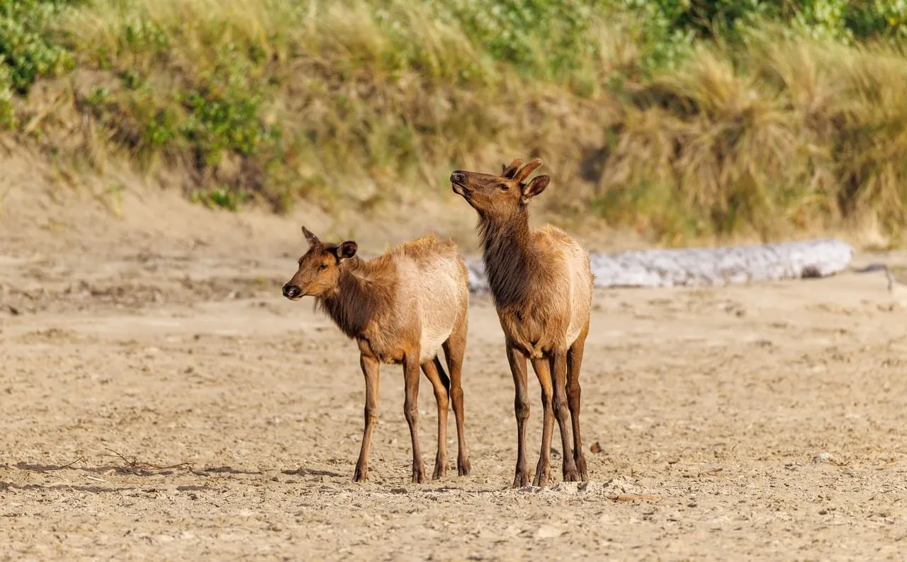 Majestic Elks Grace the Sandy Oregon Coastline