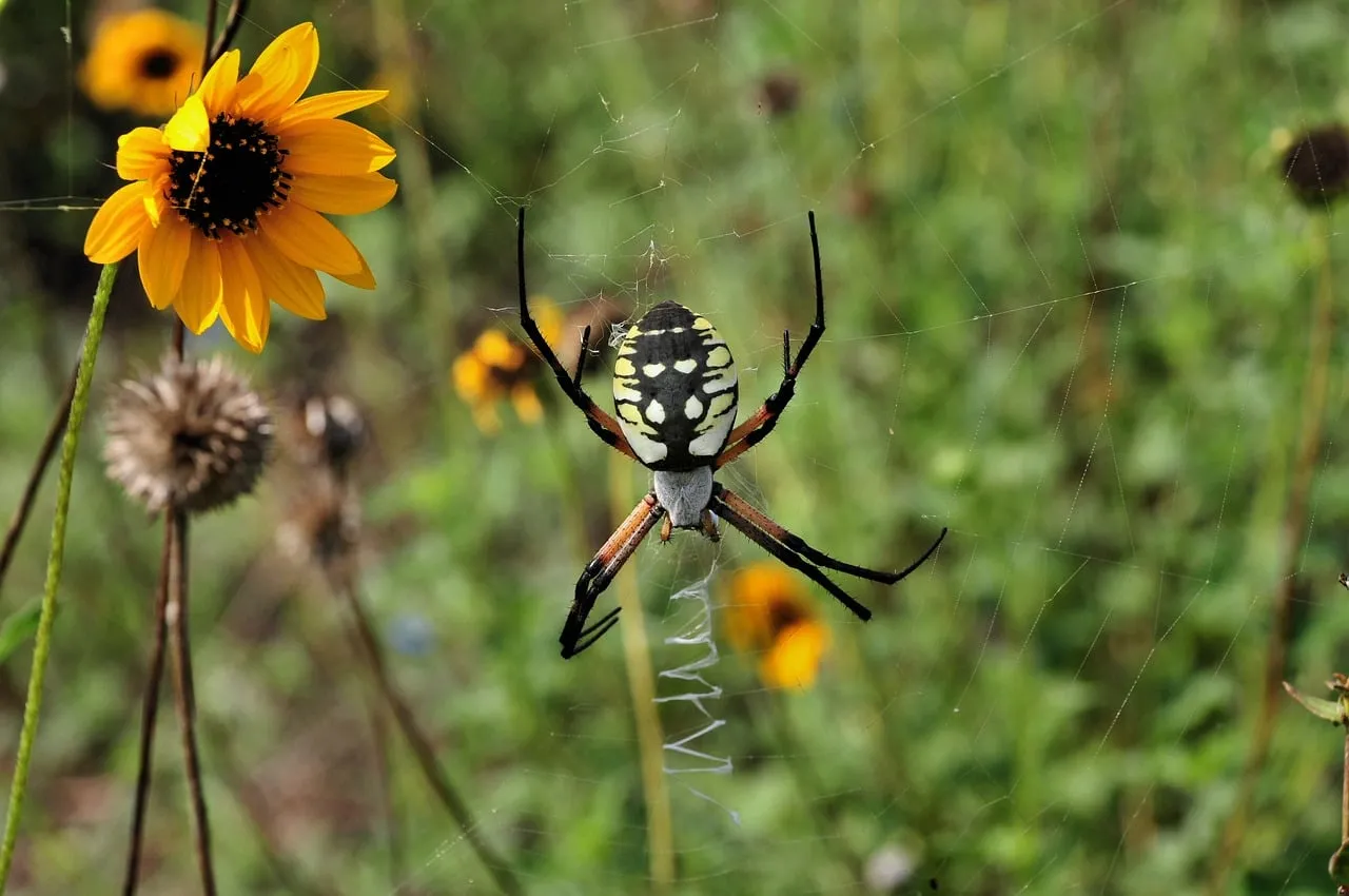 Vibrant Yellow Garden Spider: Nature's Intricate Weaver
