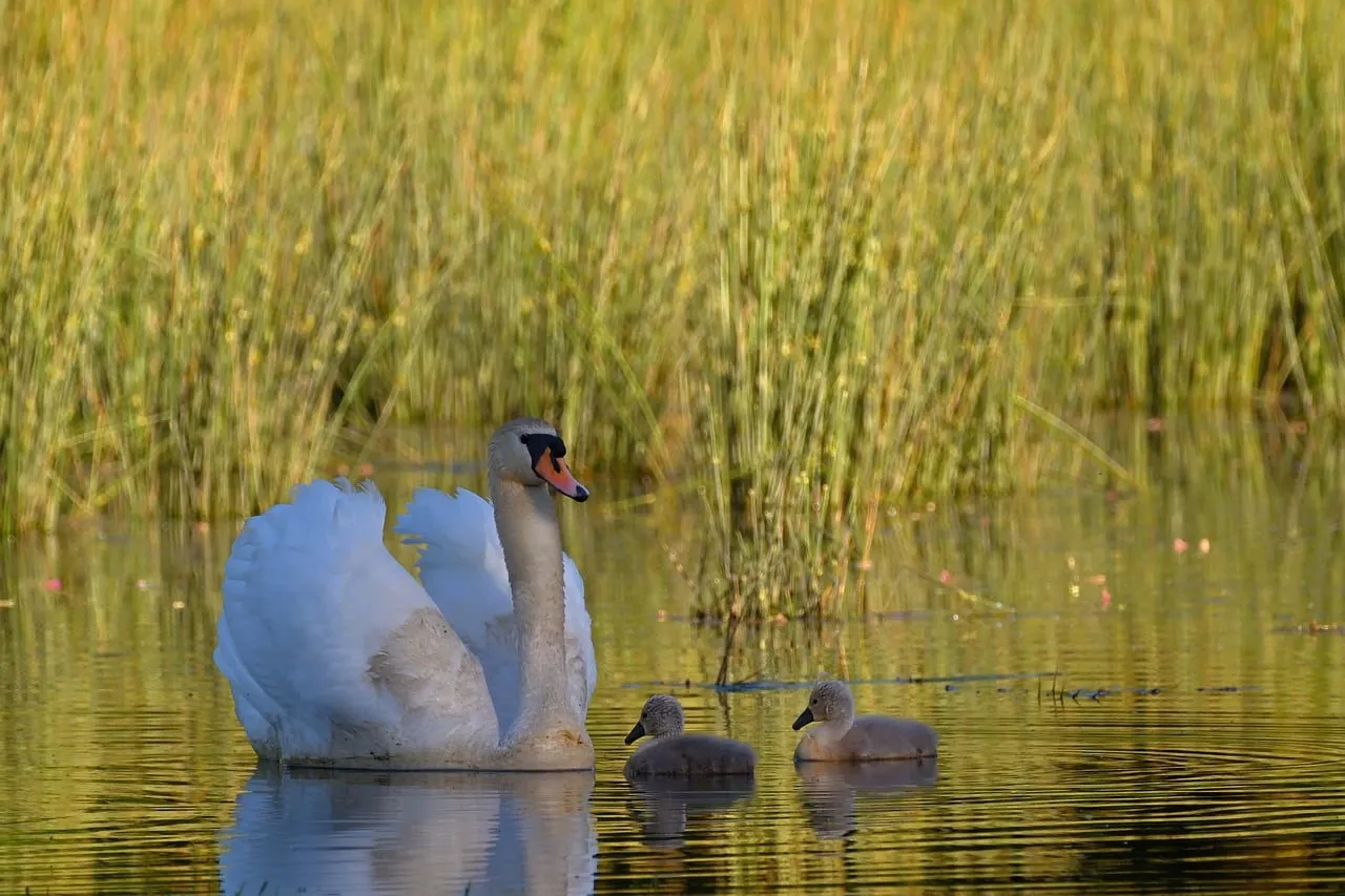 Serene Sunset: Swan Family's Tender Lakeside Moment
