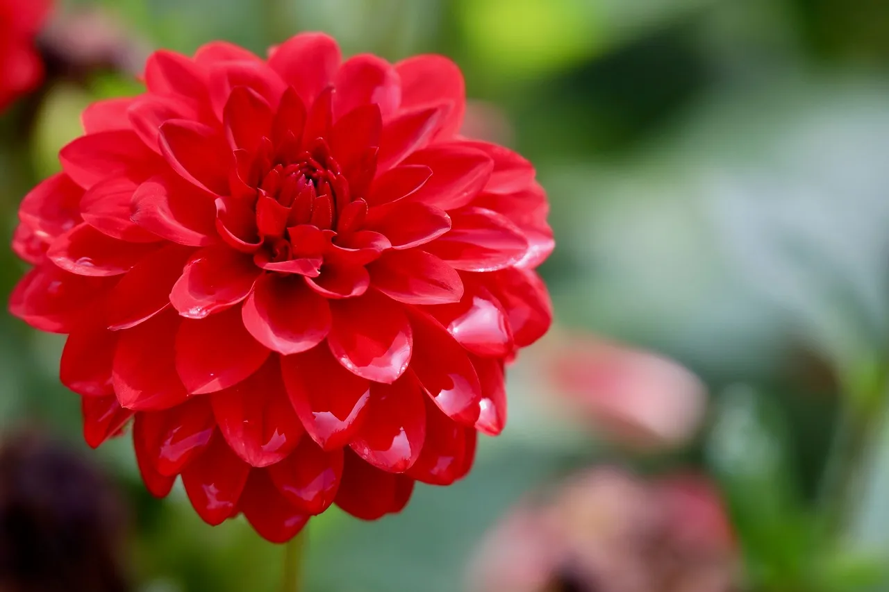 Vibrant Red Dahlia: A Petal Perfection in Nature