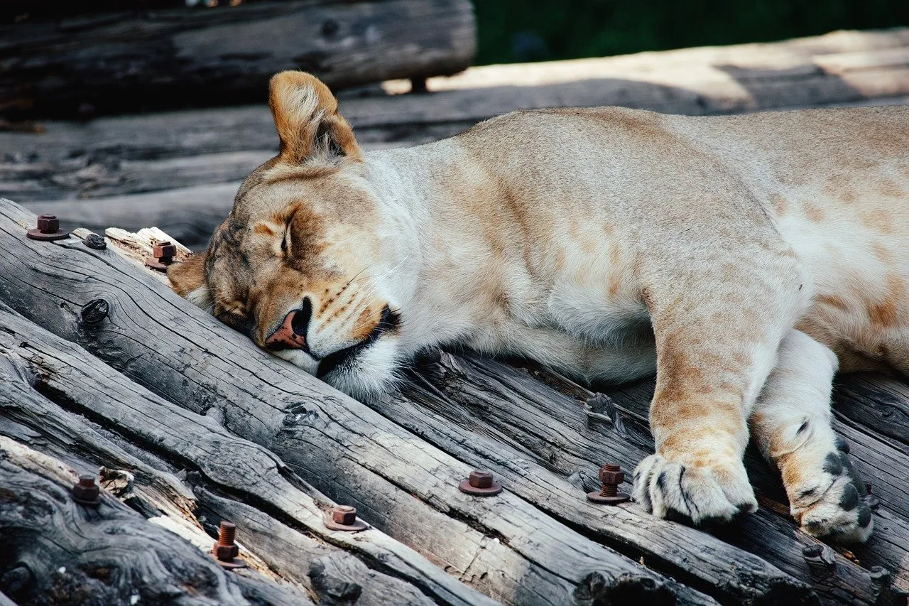 Serene Slumber: Lioness Dreams on Sun-Drenched Wood