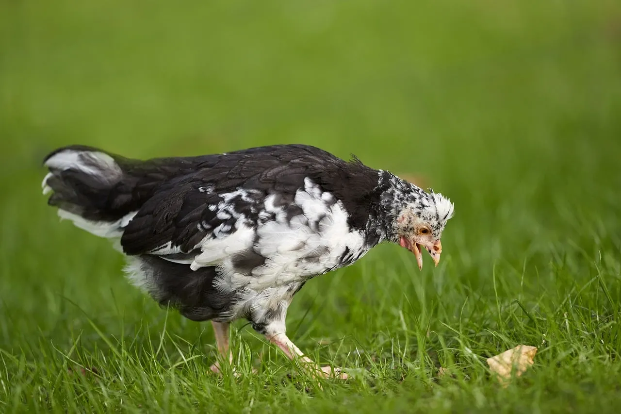Charming Black and White Chick Foraging in Nature