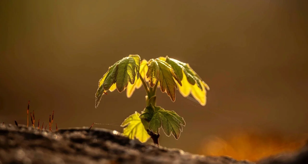 Vibrant Spring Maple Seedling Bathed in Sunset Glow