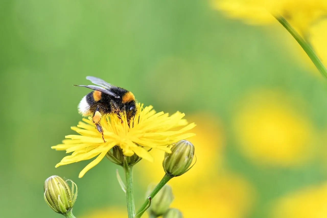 Vibrant Dandelion Pollination: Bumblebee in Action