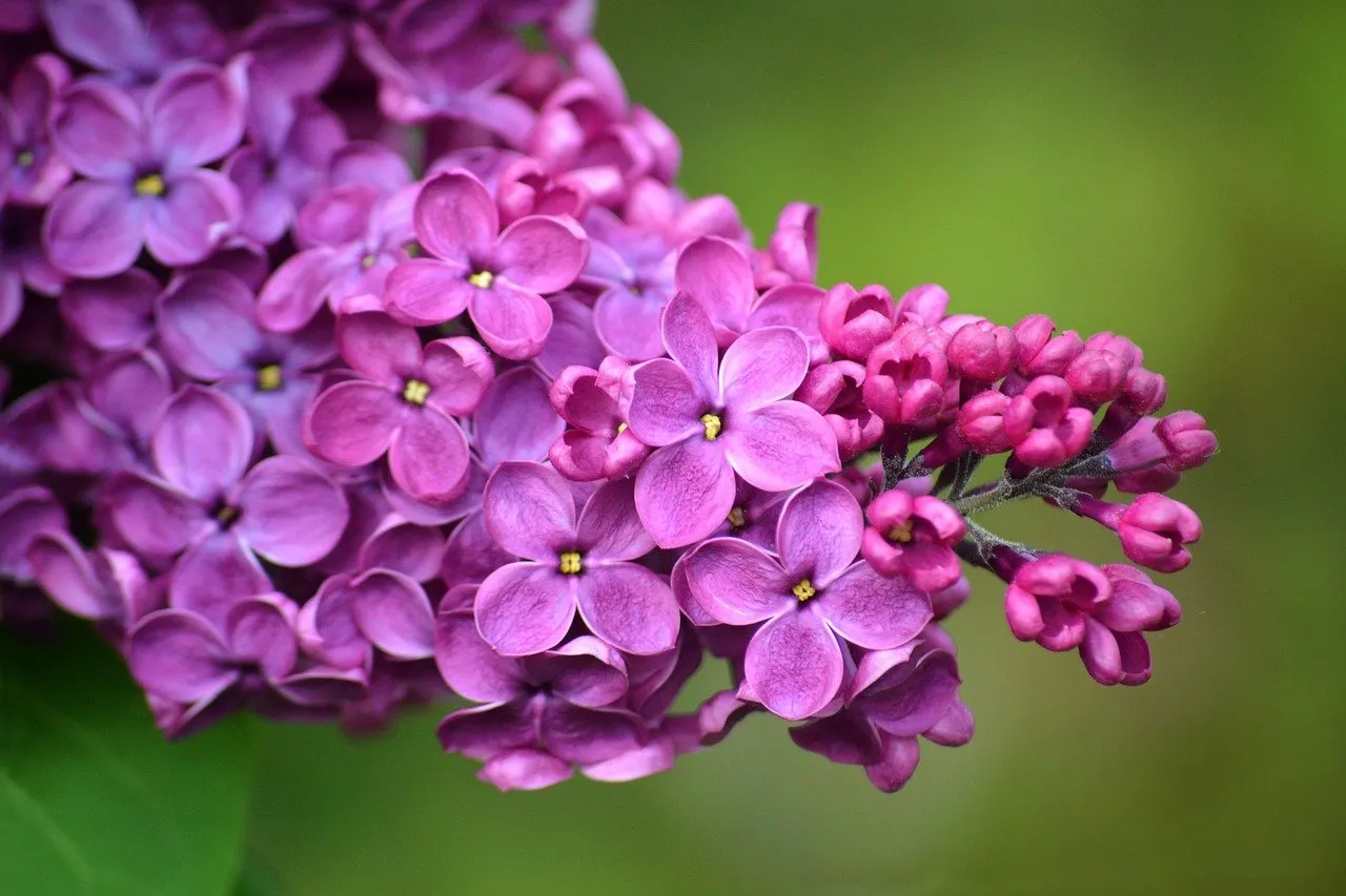 Vibrant Lilac Blooms: Nature's Purple Spring Spectacle