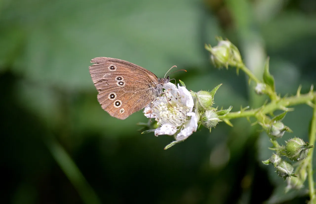 Enchanting Butterfly Foraging on a Wild Blackberry Blossom