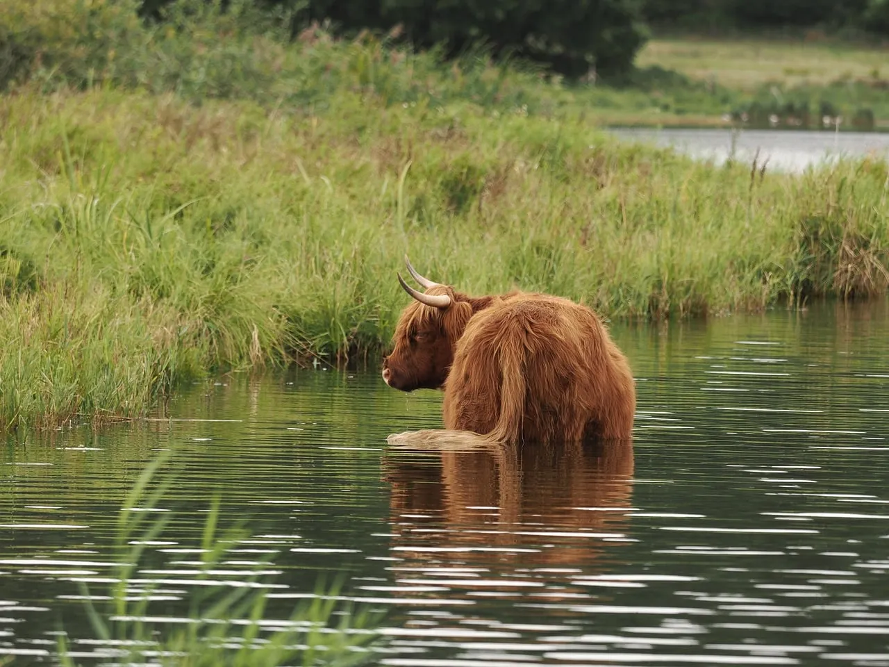 Majestic Highland Cow Wading in Serene Lake Waters