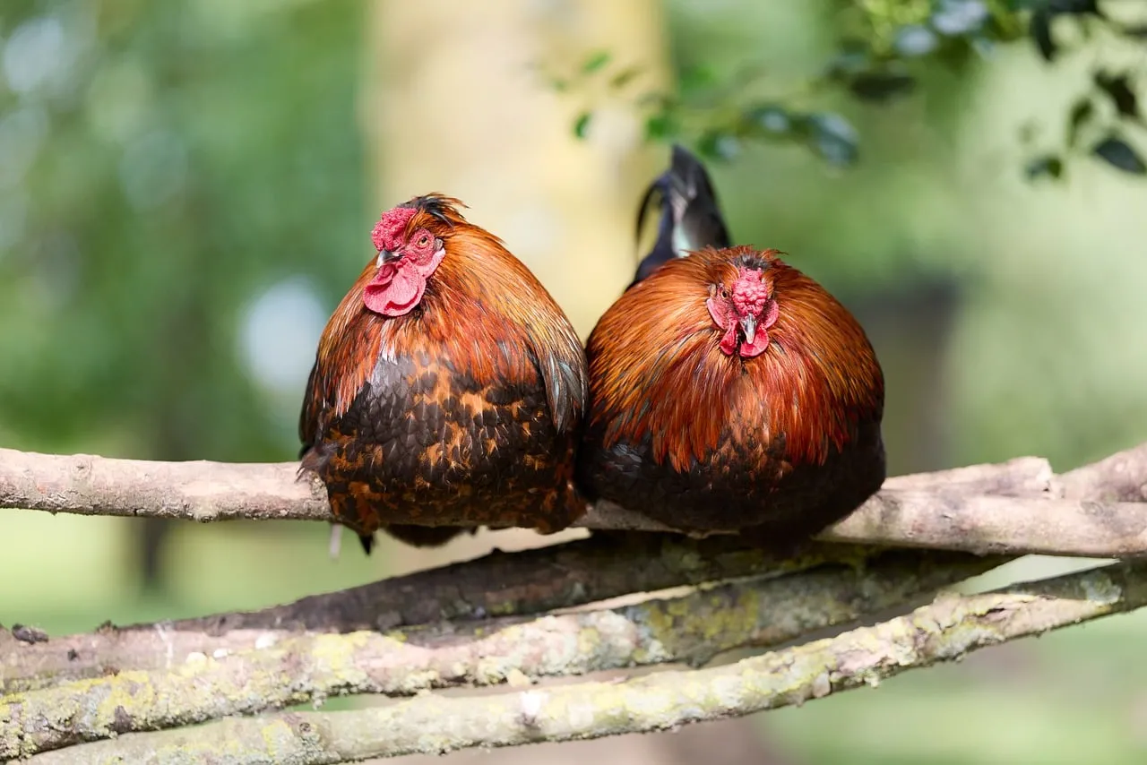 Vibrant Roosters Roosting: Colorful Farmyard Charm