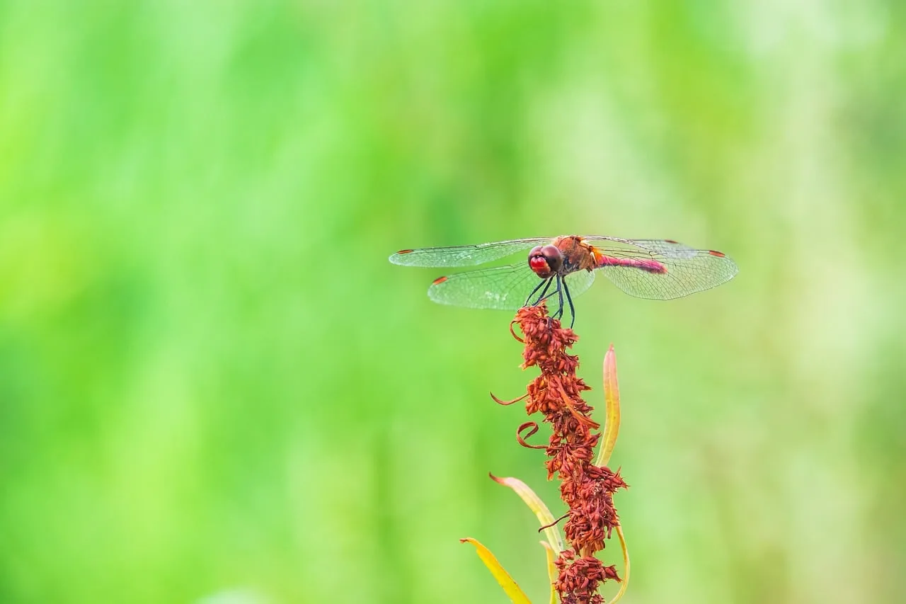 Vivid Macro Dragonfly: Nature's Delicate Beauty Up Close