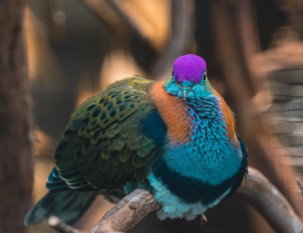 Vibrant Plumage: Exotic Purple-Crowned Dove in Detail