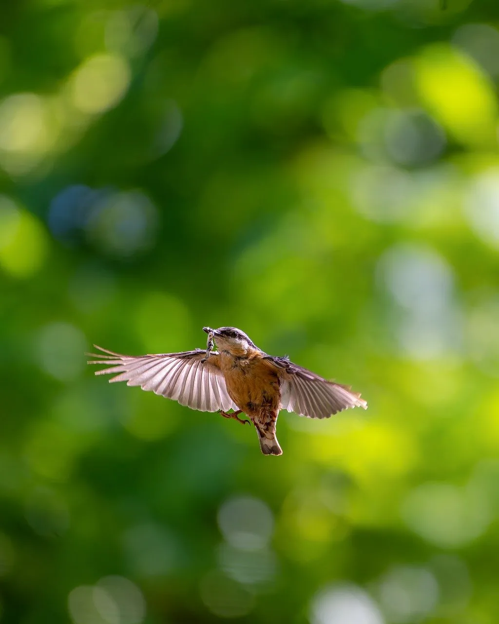 Stunning Songbird in Flight: Nature's Graceful Moment