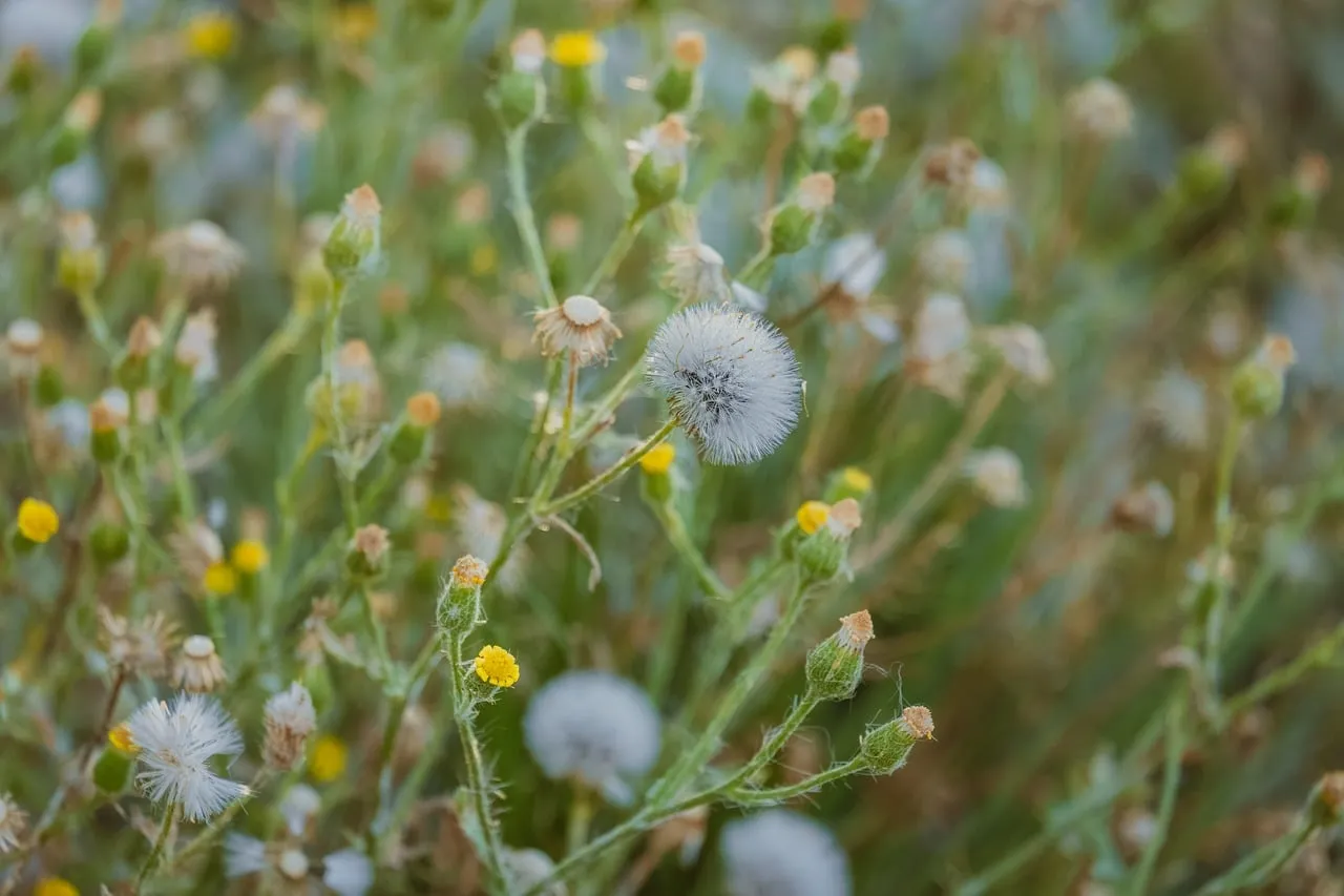 Delicate Dandelion: Nature's Ethereal Beauty in Bloom