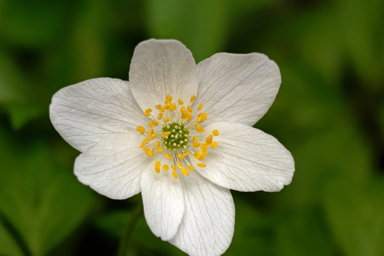 Delicate White Anemone: Spring's Graceful Bloom Up Close