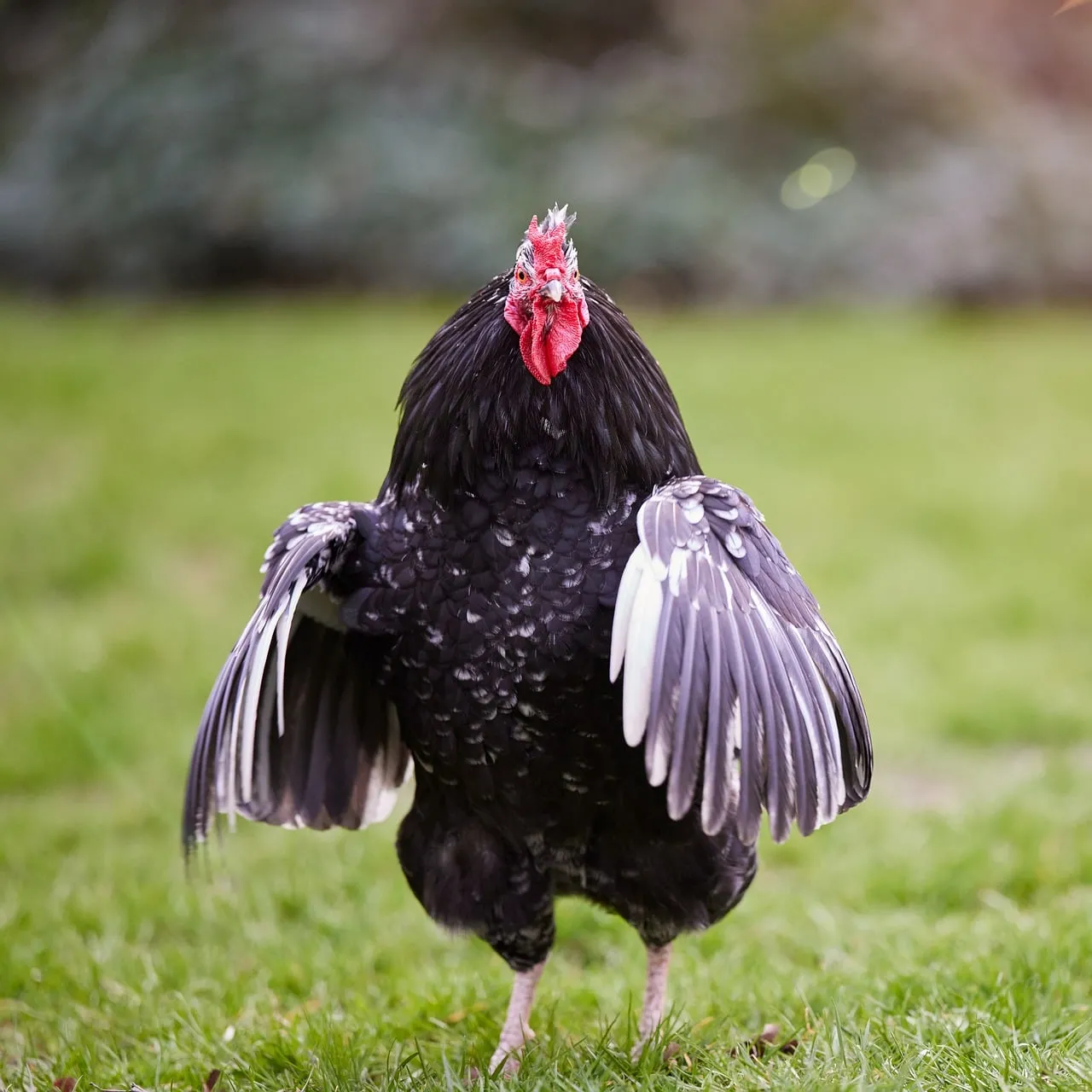 Majestic Black Rooster Flaunting Feathers in Lush Green Grass