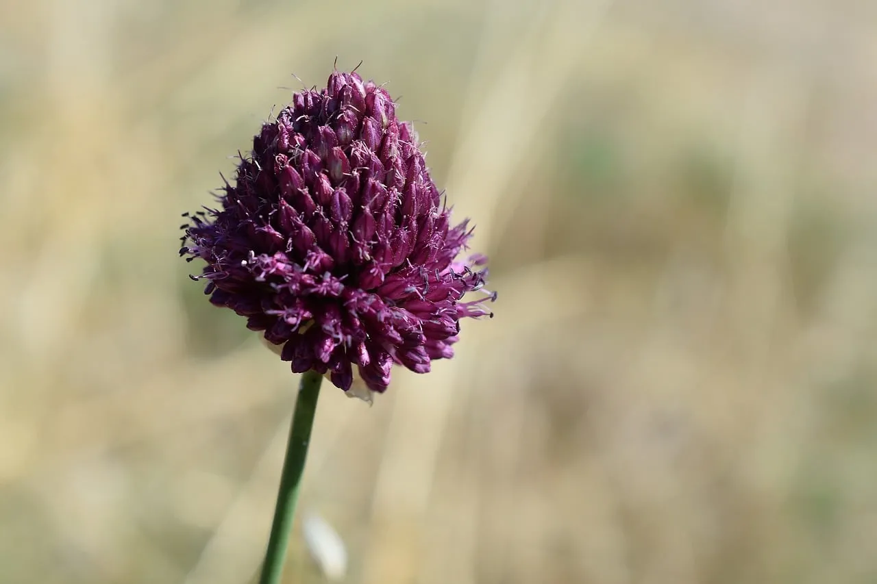 Vibrant Purple Wild Garlic: Nature's Expressive Bloom