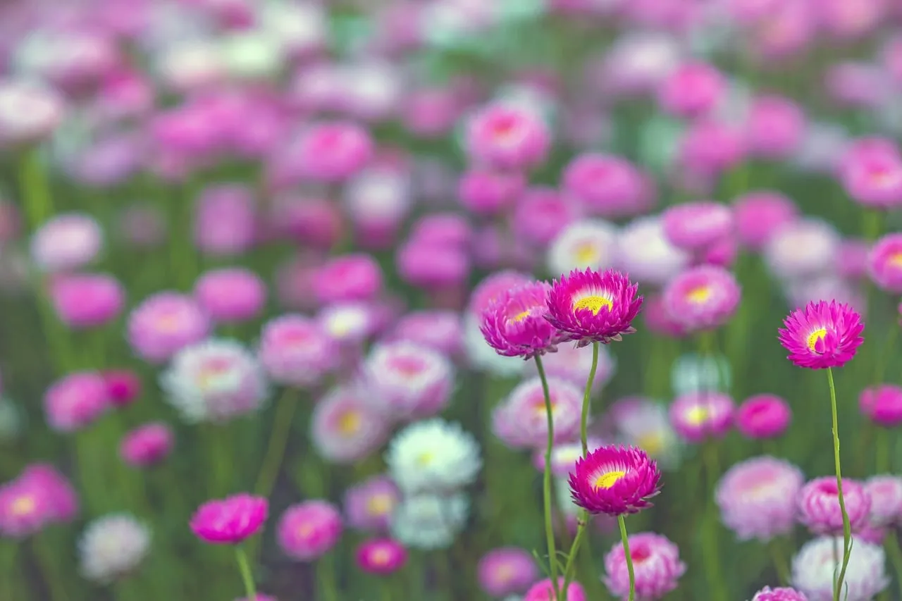 Vibrant Pink Everlasting Daisies Blooming in Spring