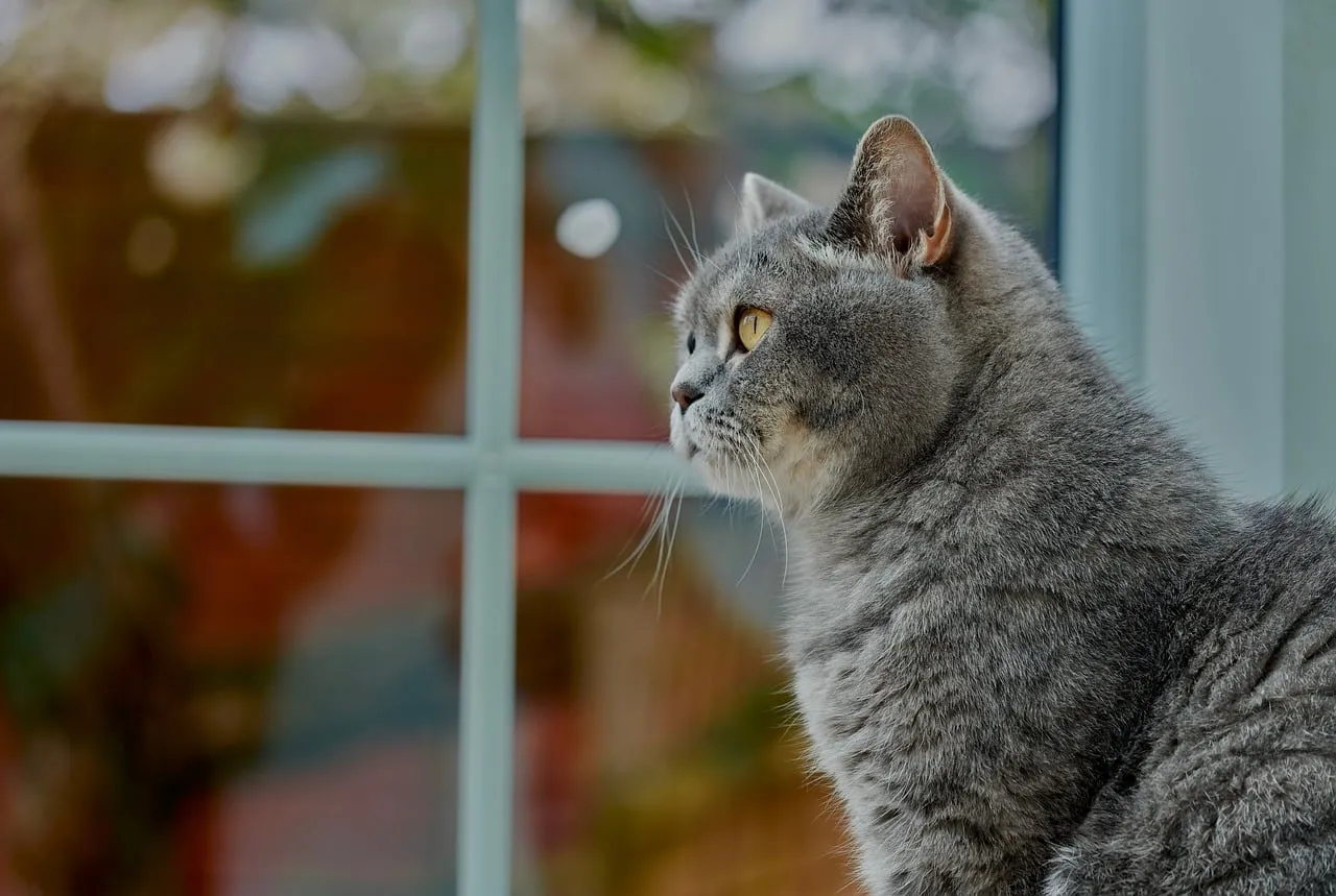 Enchanting Gaze: Curious Cat Staring Out Window