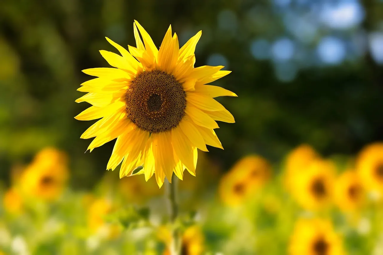 Vibrant Summer: Golden Sunflower Blooming in Meadow