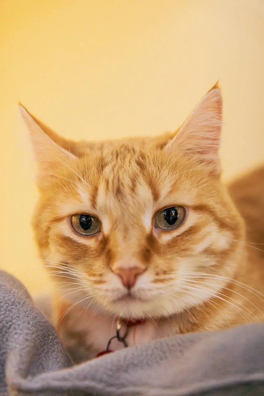 Enchanting Gaze: Portrait of a Fluffy Ginger Cat