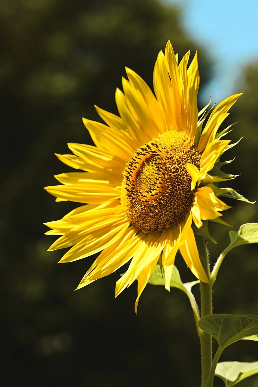 Vibrant Summer: Close-up of a Radiant Sunflower