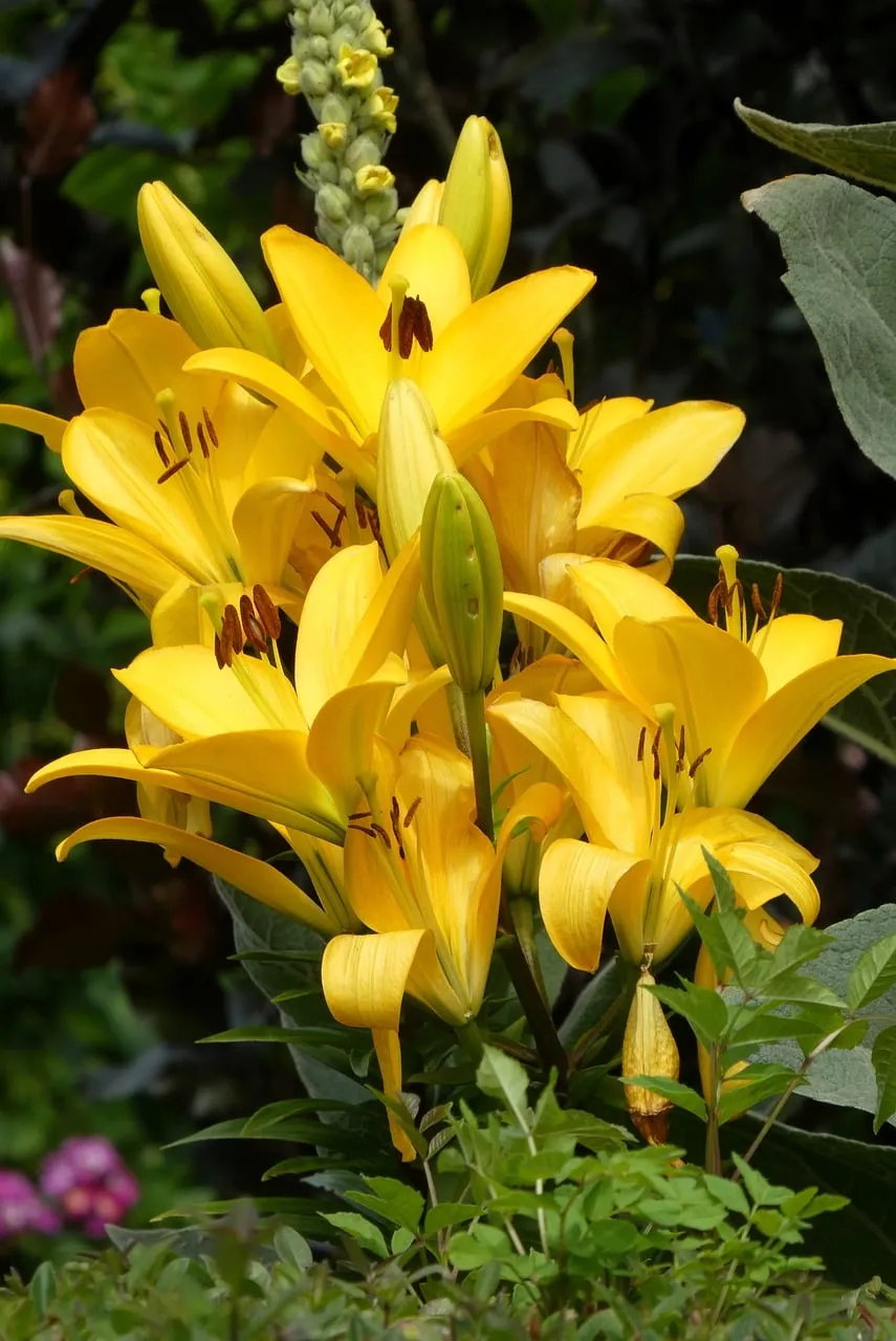Radiant Yellow Lilies: A Burst of Summer Cheer