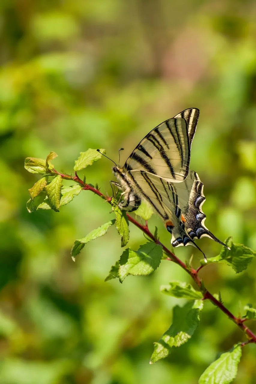 Vibrant Beauty: Striped Butterfly Perched on a Lush Green Leaf