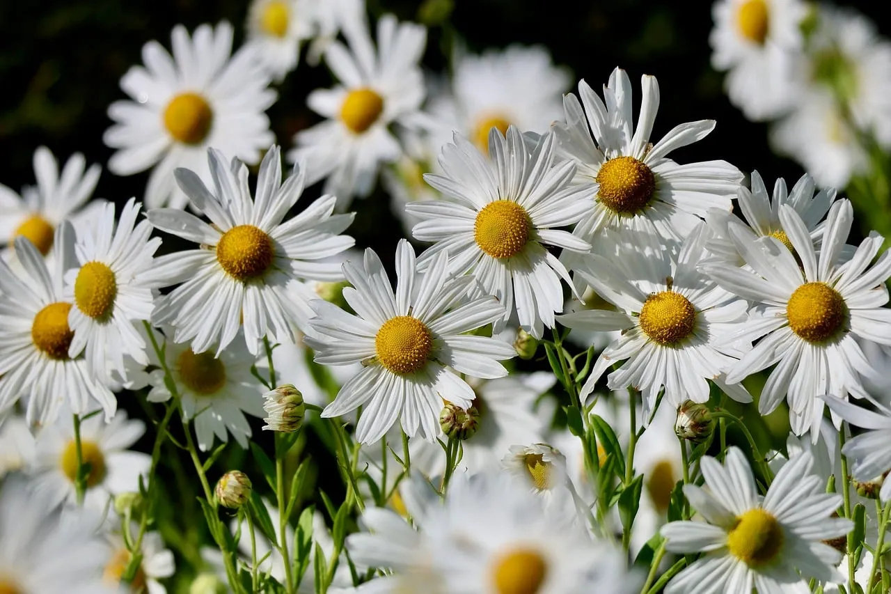 Vibrant Daisies: A Fresh Summer Floral Symphony
