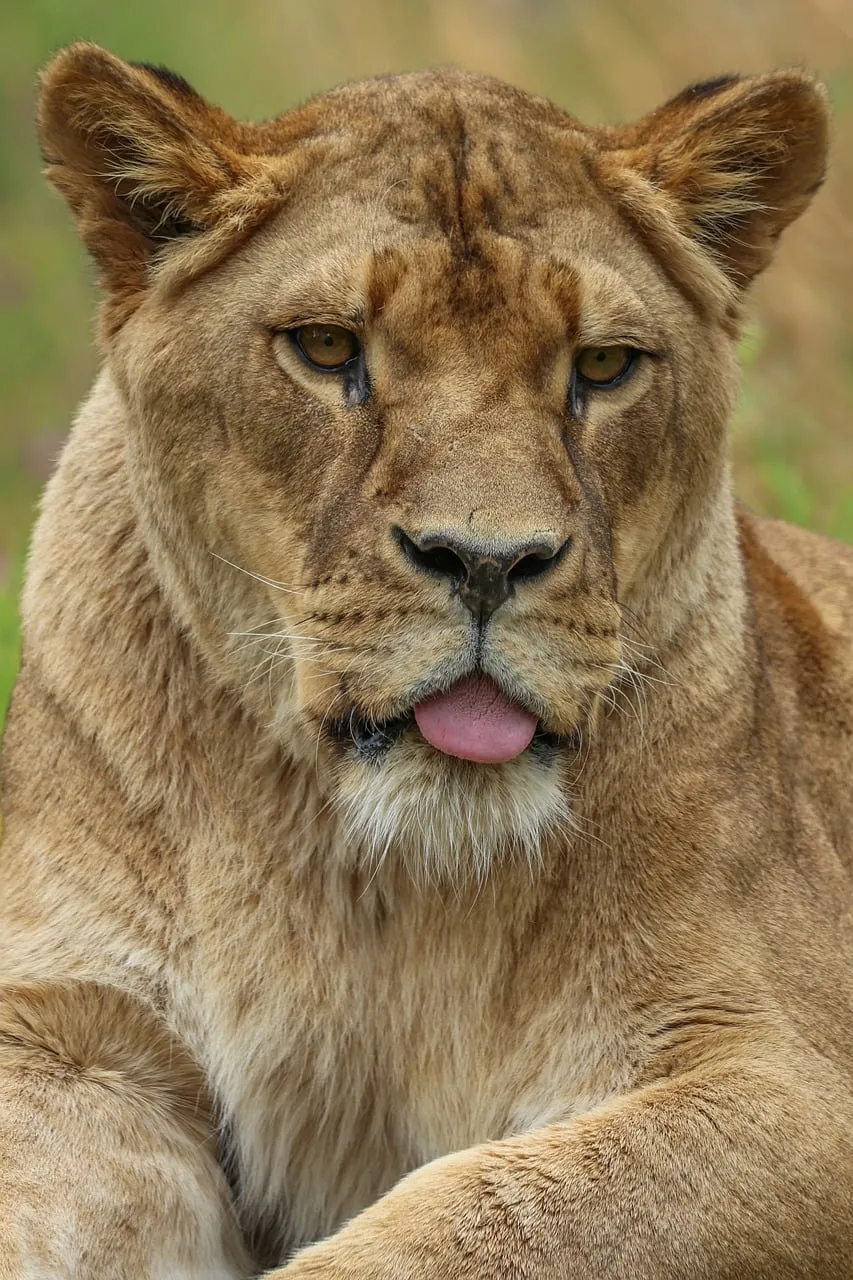Expressive Lioness Portrait: Queen of the Savannah