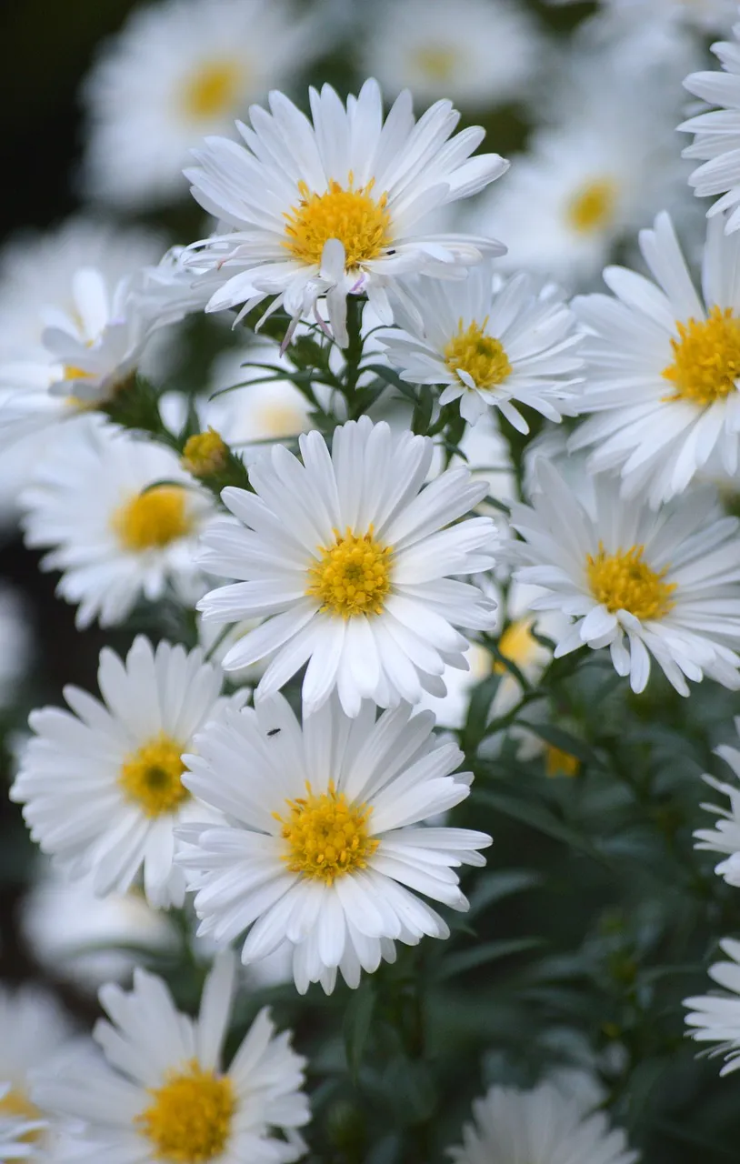 Stunning White Asters: Autumn's Floral Symphony
