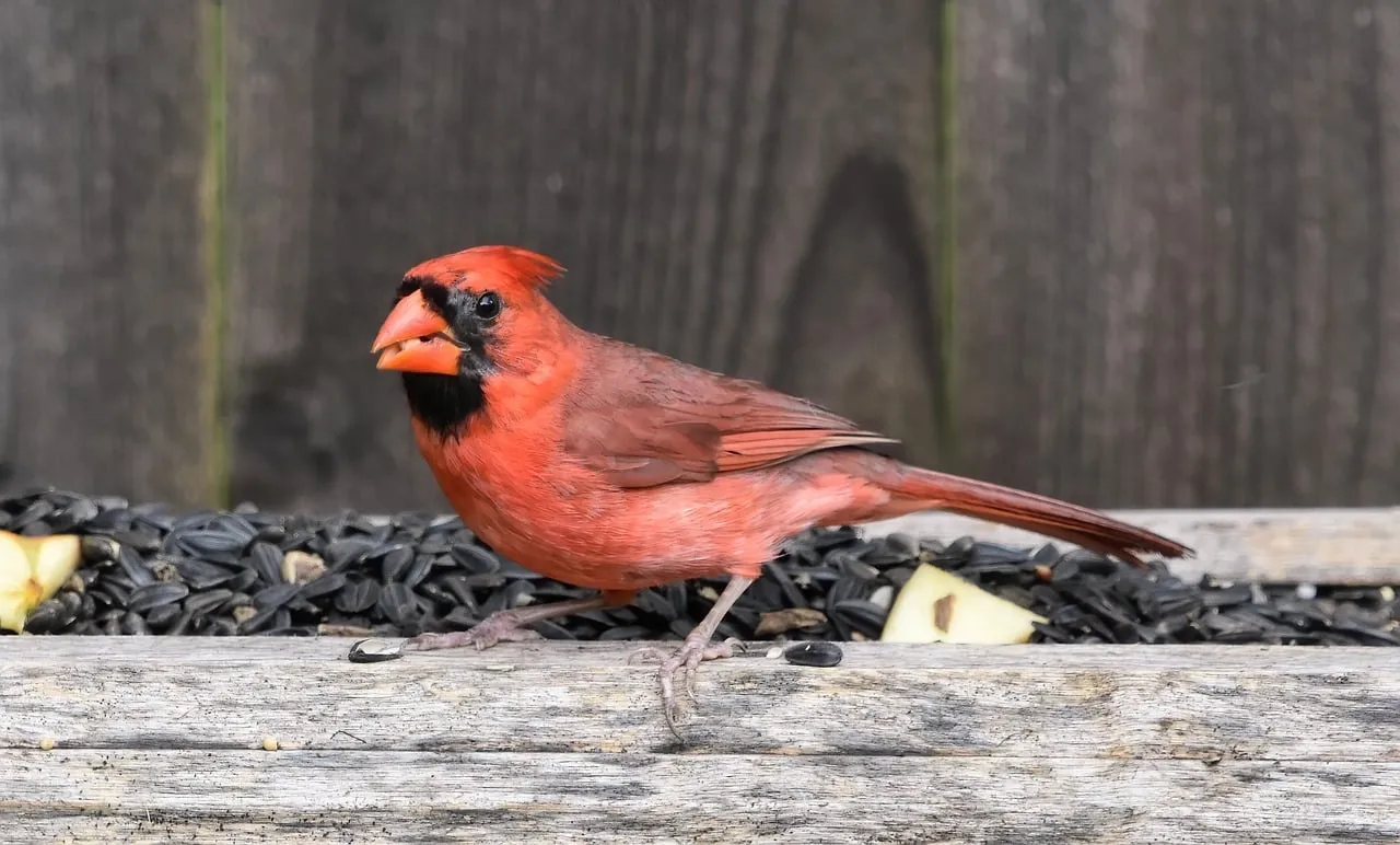 Vibrant Red Cardinal Feeds on a Wooden Ledge