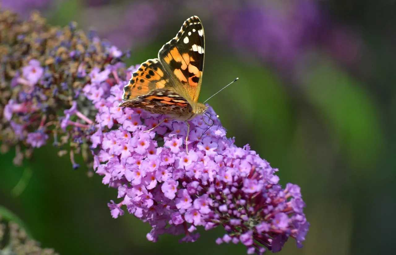 Vibrant Painted Lady Butterfly on Purple Buddleja