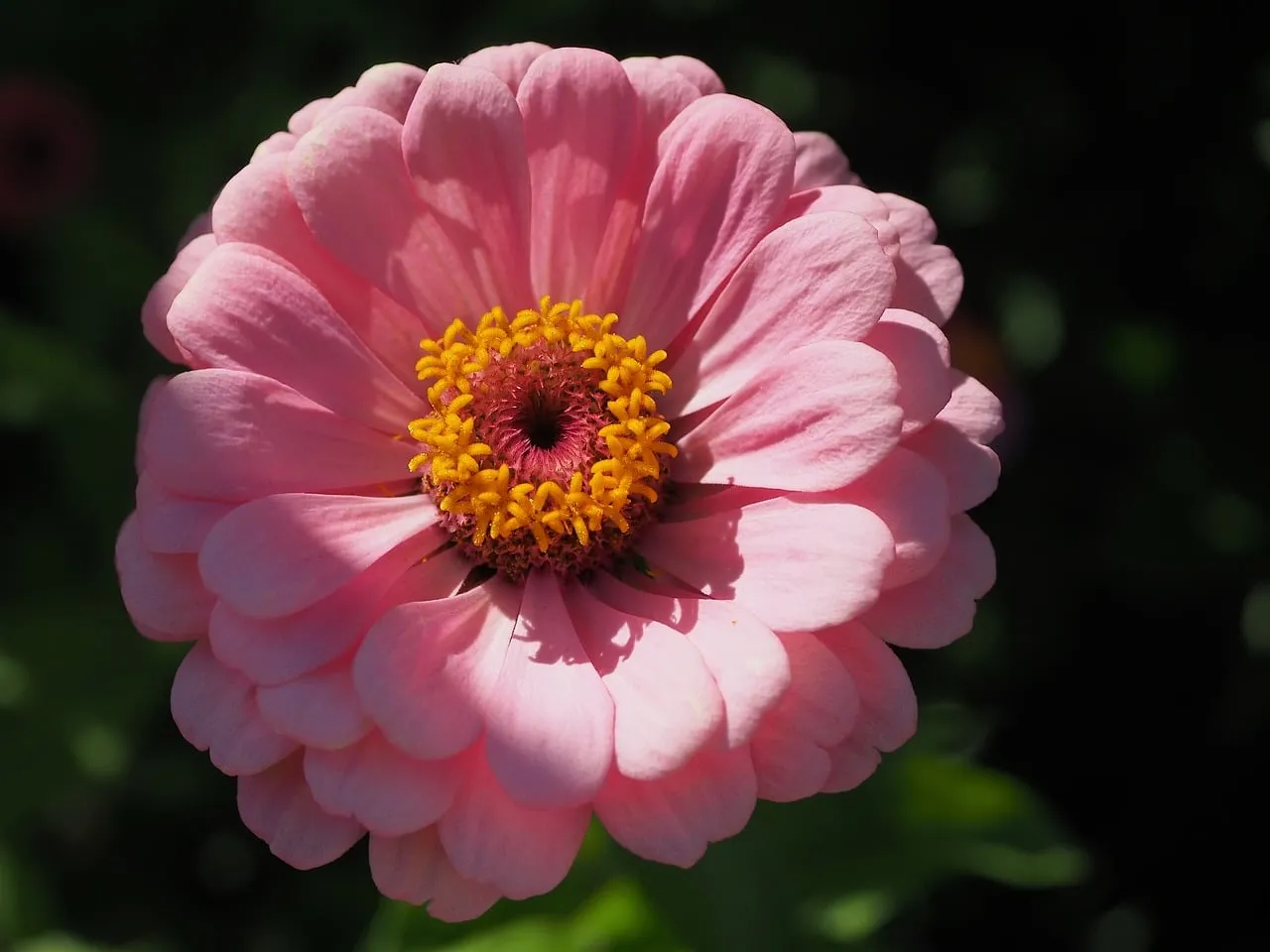 Vibrant Pink Zinnia: A Summer Garden Delight in Macro