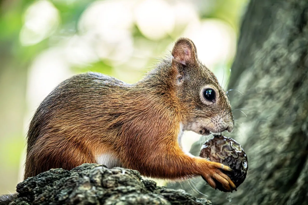 Charming Squirrel Enjoying a Nut in a Lush Forest